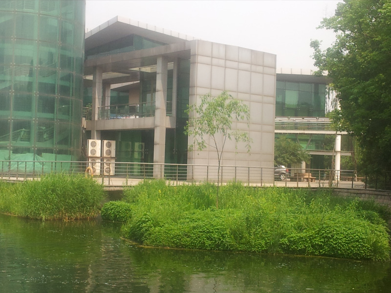 自然落子生長的柳樹（項目建設(shè)第三年春天）